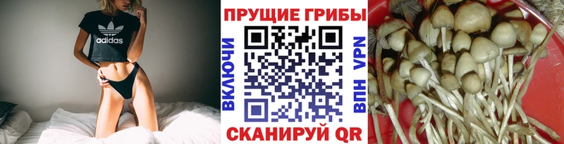Купить закладки  Верея  Галлюциногенные грибы Psilocybine cubensis 